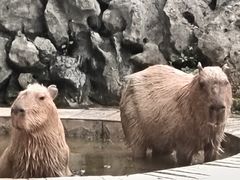 -合肥野生动物园