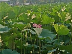 -长春市南湖公园