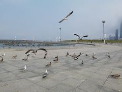 -东港音乐喷泉广场