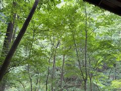 -牛背梁国家森林公园