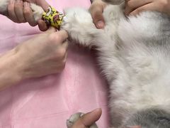-北京观赏动物医院·24小时大型综合·猫专科·异宠专科