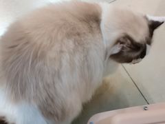 -老吴的猫·猫舍(新区店)