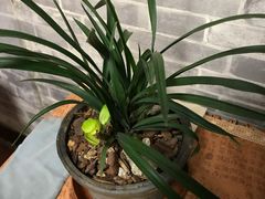 -养心斋涵信茶艺茶道培训