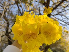 -松山湖梦幻百花洲