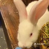 六一大优惠‖快来撩逗你喜欢的萌宠吧！