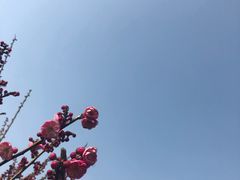-香雪海