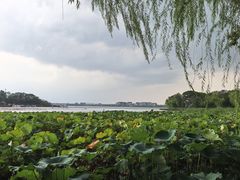 -金鸡湖桃花岛