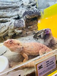 -神奇动物撸宠馆·羊驼·小浣熊·异宠(豫园店)