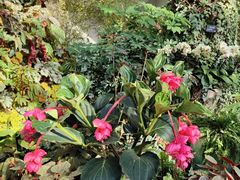 -北京植物园-展览温室