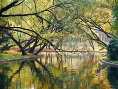 -上海共青森林公园