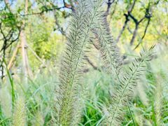 -昆山城市生态森林公园