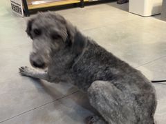 -伟伟宠物医院·CT影像中心·瑞派犬猫综合性门诊(汉口总院)