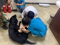 -美联众合动物医院·24h转诊中心