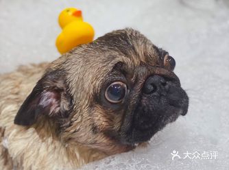 巴哥牛牛的SPA之旅开始啦