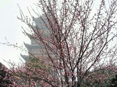 -常熟方塔园
