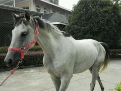 -重庆和泰马术俱乐部