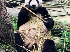 -都江堰中华大熊猫苑