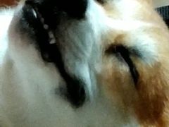 -宠颐生宠物医院外科·内科·皮肤科·影像科(石龙店)