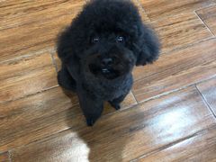 -瑞派动物医院·绝育·犬猫全科·预防医学(光景江南中店)