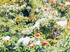 -泰山风景名胜区-普照寺