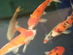 -沈阳李连贵熏肉大饼(兴城店)