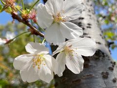 -顾村公园
