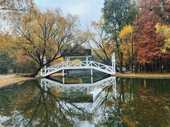 -上海共青森林公园