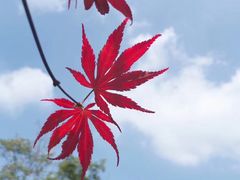 -东平国家森林公园