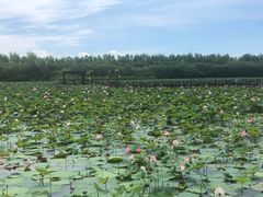 -大湾区中央湿地公园