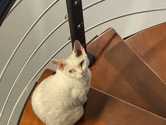 -豆逗聊愈猫阁Easy Life