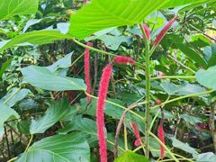 -中国科学院西双版纳热带植物园