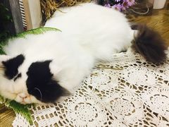 -共舞时光猫咖·狗咖(新街口店)