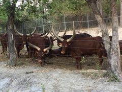 -清迈夜间动物园