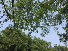-古真记钵钵鸡(老公园店)