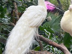 -广州长隆野生动物世界