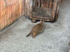 -大连森林动物园