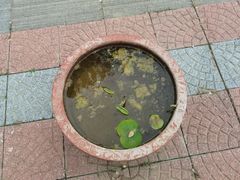 -莲花池公园