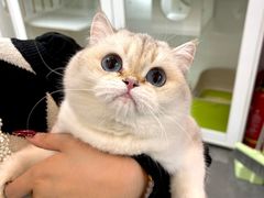 -青奢宠物·青奢猫舍