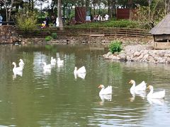 -田园东方蜜桃村的田野营地