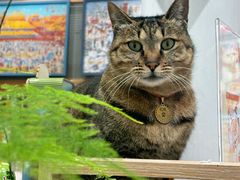 -猫的天空之城概念书店(杭州南宋御街店)