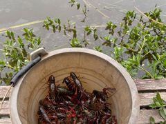 -同銮特种养殖场·龙虾垂钓