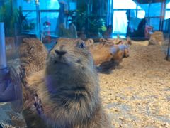 -昆明大悦城未来动物城(螺蛳湾中心店)