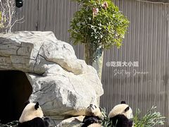 -卧龙中华大熊猫苑神树坪基地