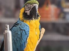 -观桥阁(锦溪店)