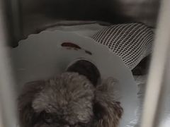 -美联众合动物医院·24h京西诊疗中心