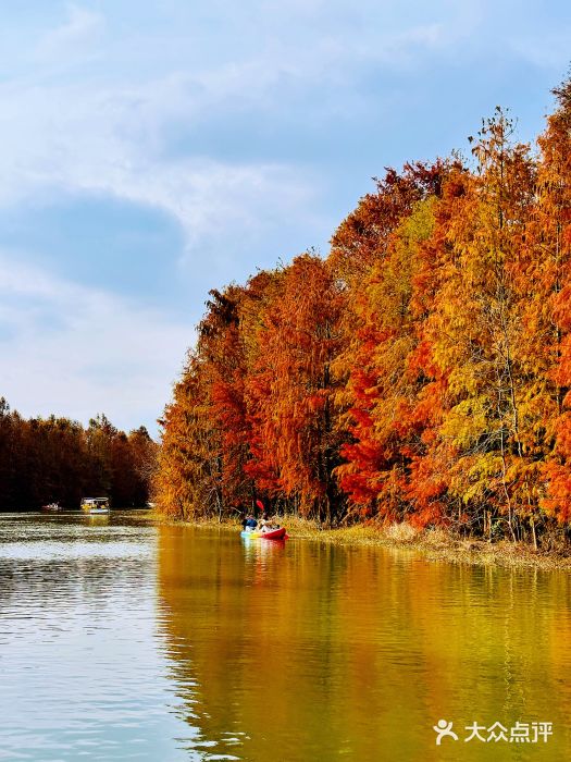 上海海湾国家森林公园图片