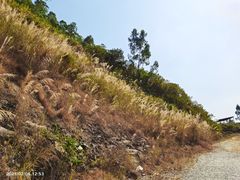 -黄埔油麻山森林公园