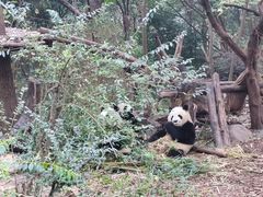 -都江堰中华大熊猫苑