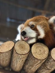 -Zoolung Zoolung动物主题公园(海信广场店)