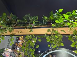 -藤野造型